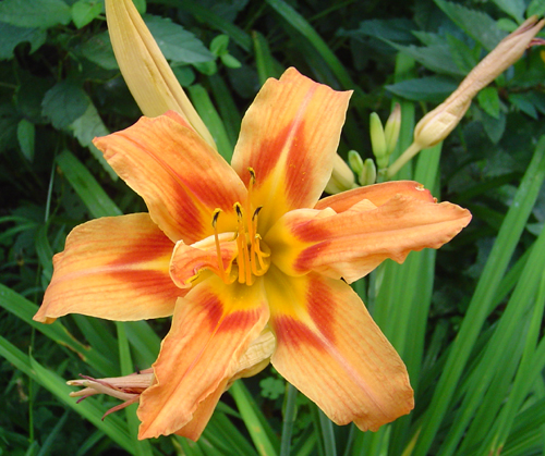 image of daylily