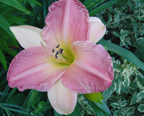 image of daylily