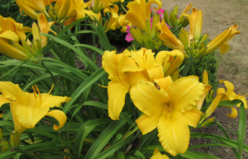 image of daylily