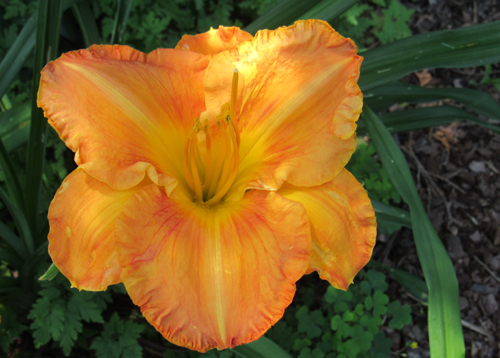image of daylily